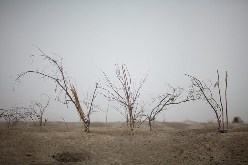 Black Garden (Broom), 2010